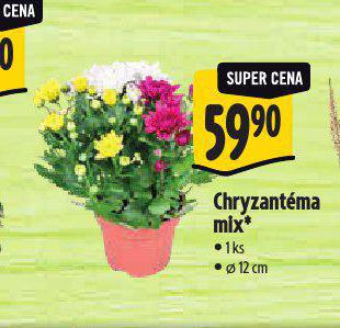 CHRYZANTMA MIX