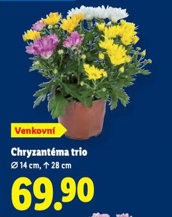 CHRYZANTMA TRIO