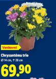 CHRYZANTMA TRIO