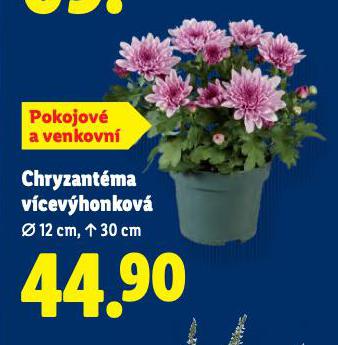 CHRYZANTMA VCEVHONKOV