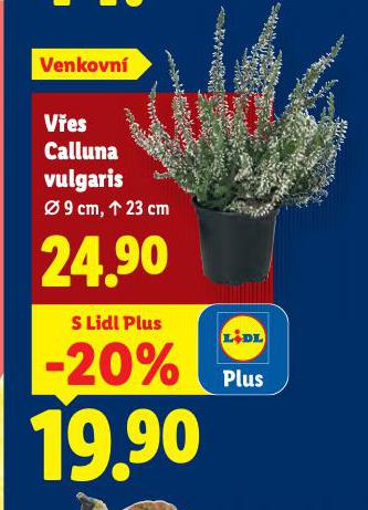 VES CALLUNA VULGARIS