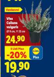 VES CALLUNA VULGARIS