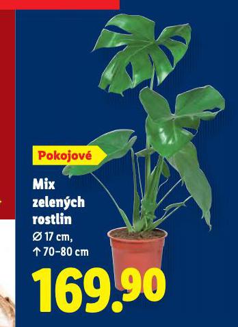 MIX ZELENCH ROSTLIN