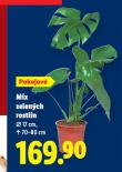 MIX ZELENCH ROSTLIN