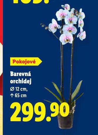 BAREVN ORCHIDEJ