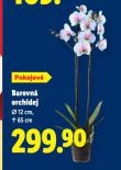 BAREVN ORCHIDEJ