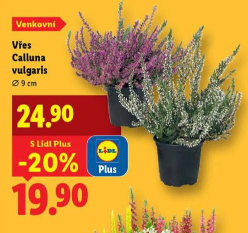 VES CALLUNA VULGARIS