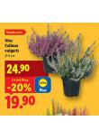 VES CALLUNA VULGARIS