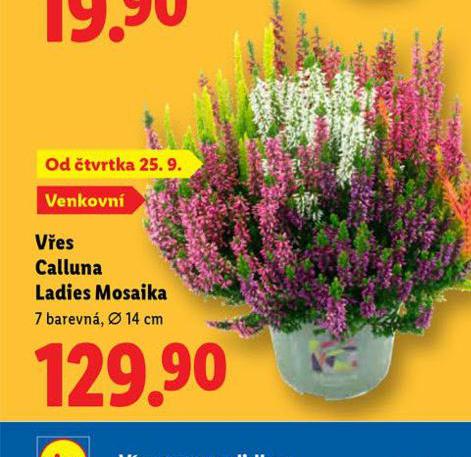 VES CALLUNA LADIES MOSAIKA