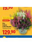 VES CALLUNA LADIES MOSAIKA