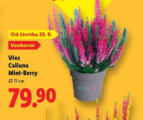 VES CALLUNA MINT-BERRY