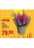 VES CALLUNA MINT-BERRY