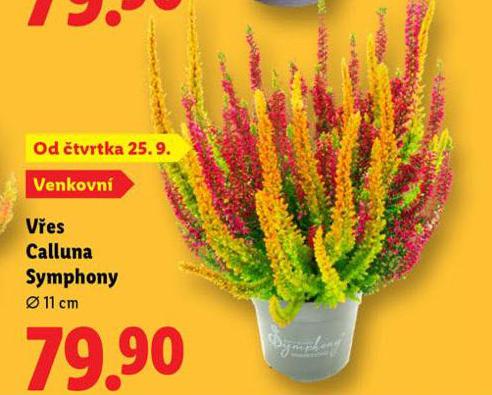 VES CALLUNA SYMPHONY
