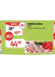 ANGLICK SLANINA