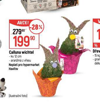 CALLUNA WICHTEL