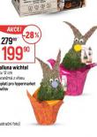 CALLUNA WICHTEL