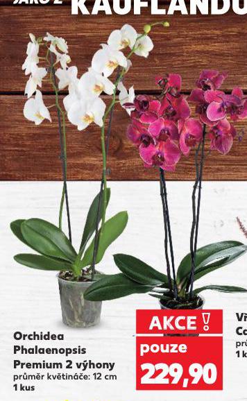 ORCHIDEA PHALAENOPSIS