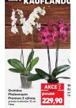 ORCHIDEA PHALAENOPSIS