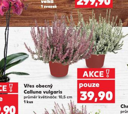 VES OBECN CALLUNA VULGARIS