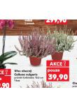VŘES OBECNÝ CALLUNA VULGARIS