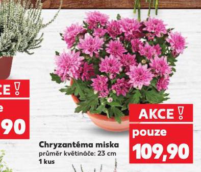 CHRYZANTMA MISKA
