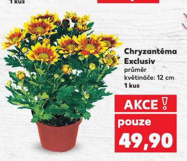 CHRYZANTMA EXCLUSIV