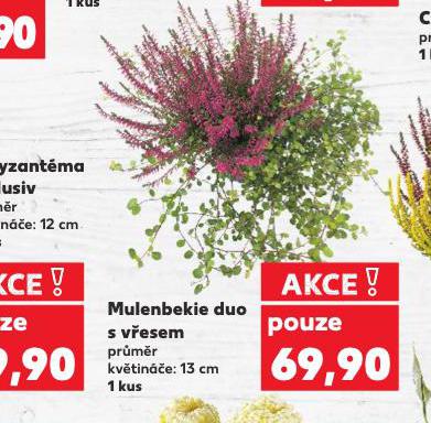 MULENBEKIE DUO S VESEM
