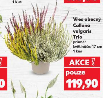 VES OBECN CALLUNA VULGARIS
