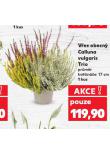 VŘES OBECNÝ CALLUNA VULGARIS