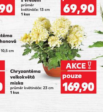 CHRYZANTMA VELKOKVT