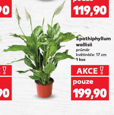 SPATHIPHYLLUM WALLISII