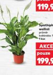 SPATHIPHYLLUM WALLISII