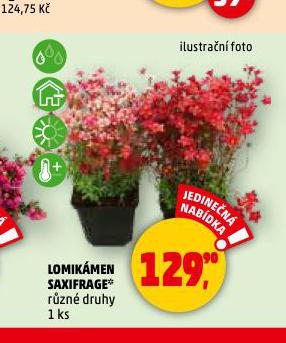 LOMIKMEN SAXIFRAGE