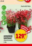 LOMIKMEN SAXIFRAGE