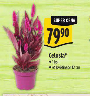 CELOSIA