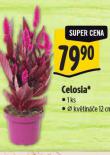 CELOSIA