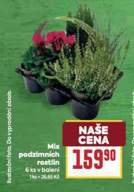 MIX PODZIMNCH ROSTLIN