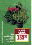 MIX PODZIMNCH ROSTLIN