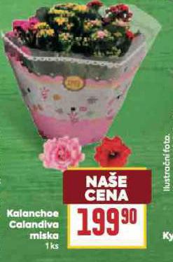 KALANCHOE CALANDIVA MISKA