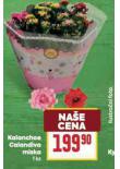 KALANCHOE CALANDIVA MISKA