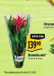 BROMELIA MIX