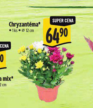 CHRYZANTMA