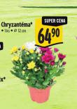 CHRYZANTMA