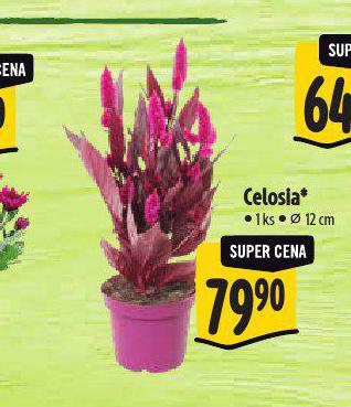 CELOSIA
