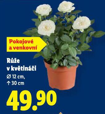 RَE V KVTINI