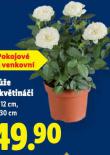 RَE V KVTINI
