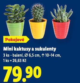 MINI KAKTUSY A SUKULENTY