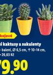 MINI KAKTUSY A SUKULENTY