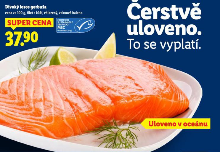DIVOK LOSOS GORBUA