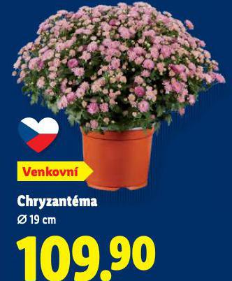 CHRYZANTMA